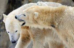 Environmental groups accuse Obama of failing to ensure the survival of polar bears