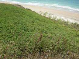 Exotic plant takes over dunes of Southern Spain