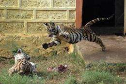 Experts say the Bengal tiger is losing weight because of "stress" associated with environmental changes