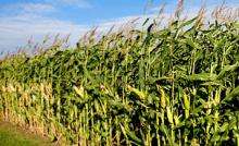 Global warming could spell disaster for corn crops