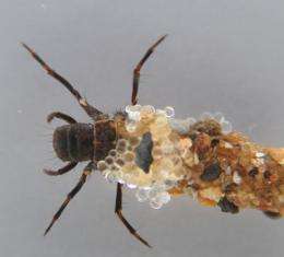 Glue, fly, glue: Caddisflies' underwater silk adhesive might suture wounds