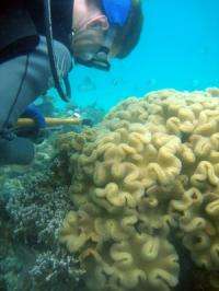 Diversity of Corals, Algae in Warm Indian Ocean Suggests Resilience to Future Global Warming