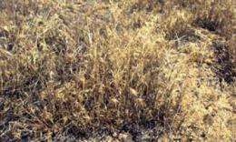 In elevated carbon dioxide, soybeans stumble but cheatgrass keeps on truckin'