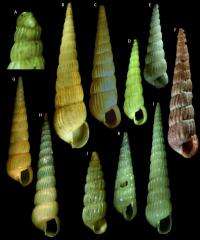 More than 200 new snails of the same genus described in a single study