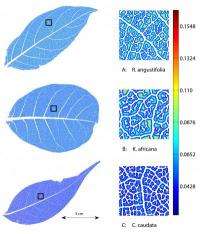 New software quantifies leaf venation networks, enables plant biology advances