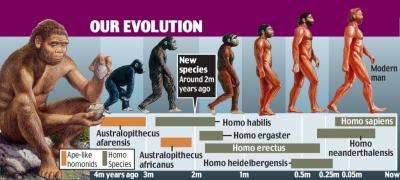 New species of early hominid found
