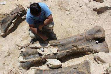 Palaeontologists have found the fossiled thigh bone of a dinosaur that is almost two metres in length