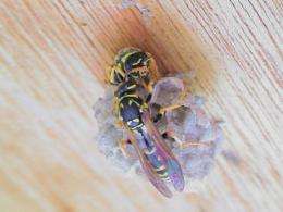 Paper wasps punish peers for misrepresenting their might