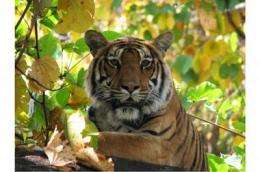 Paw prints and feces offer new hope for saving tigers