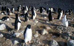 Penguin males with steady pitch make better parents