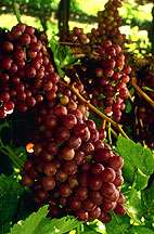 Scientists complete more comprehensive genetic analysis of domesticated grape