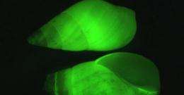 Scripps scientists see the light in bizarre bioluminescent snail