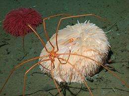 Sea spiders and pom-pom anemones