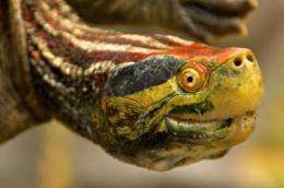 Shellshock: New report lists 25 most endangered turtle species