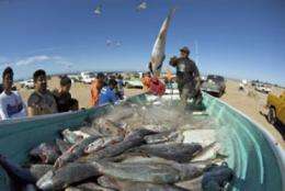 Study finds common ground for ecosystems and fishing in Northwest Mexico
