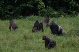 Study looks at gorillas, elephants and logging in Congo