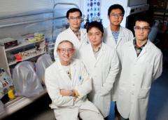 Team develops new weapon to fight disease-causing bacteria, malaria
