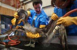 Veterinarians clean an oil-covered brown pelican