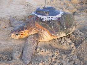 Loggerhead Turtle with transmitting unit