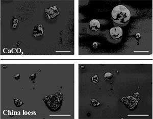 Secondary electron (SE) images of CaCO3 and China loess particles before and after reaction with gaseous HNO3 in the presence of