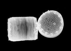 The diatom species Thalassiosira pseudonana