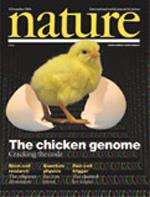 Nature Cover - chicken