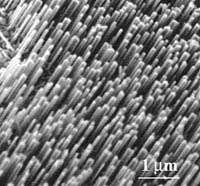ZnO nanowire array