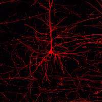 A neuron reveals its links with neighboring cells under the fluorescence microscope. The image processing software enables the c