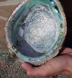 Uncovering Secrets Of Abalone Body Armor