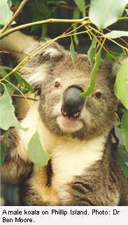 A koala's guide to the treetop buffet
