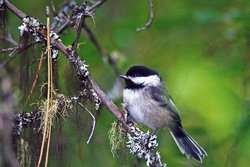 A chickadee's alarm call carries a surprising amount of information