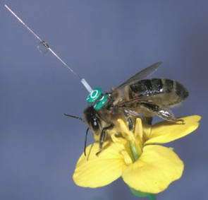 A honeybee equipped with a radar transponder