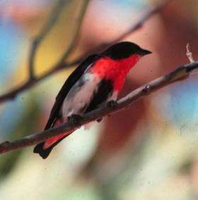 Mistletoe bird