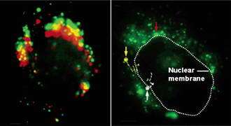 Nano-Probes Allow an Inside Look at Cell Nuclei