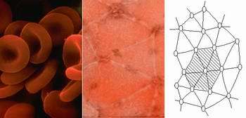 Scientists discover secret behind human red blood cell's amazing flexibility