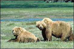 Handout photo from the US Fish and Wildlife Service shows two Grizzly bears