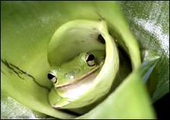 A frog hidden in a tropical plant