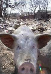 A Chinese pig