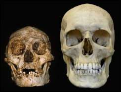 A skull (L) found a year ago in Liang Bua cave on the Indonesian island of Flores and a human skull