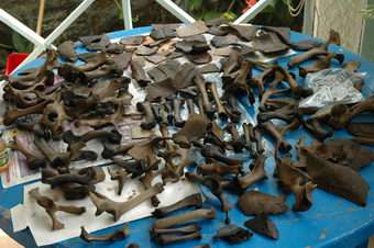 Sensational new discovery of Dodo bones on Mauritius
