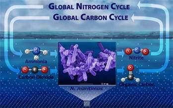 Marine Microorganism Suspected to Play Role in Global Carbon and Nitrogen Cycles