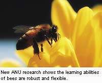 Bees show sophisticated learning abilities