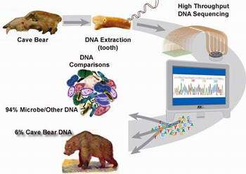 DNA of prehistoric cave bears sequenced