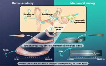 New MEMS sensor based on human organ is no tin ear