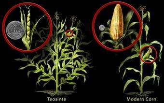 Scientists Trace Corn Ancestry from Ancient Grass to Modern Crop