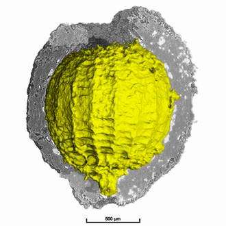 Virtual trip to the heart of 400 million years old microfossils