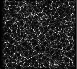 This is the snapshot of the computer simulation of the dark matter Universe. These filamentary structures are called "cosmic web