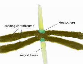 Kinetochore proteins bind to a microtubule spindle to keep chromosomes segregated during cell division