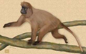New Primate Discovered in Mountain Forests of Tanzania
