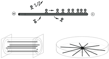 Schematic diagram of molecular motors